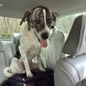 Kouvr -  Mixed Breed Dog for Adoption in Livingston, Texas - Kouvr | PetCurious