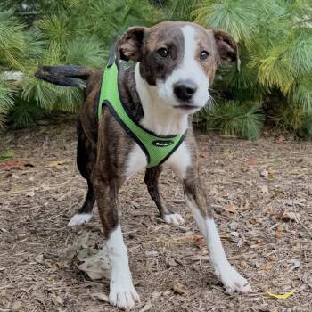 Winnie -  Plott Hound and Mixed Breed Dog for Adoption in East Hampton, New York - Winnie | PetCurious