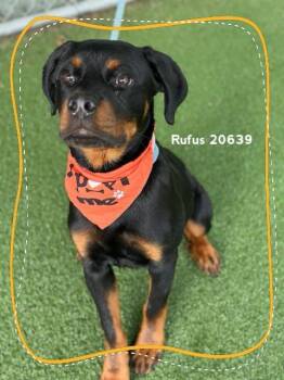 RUFUS -  Rottweiler Dog for Adoption in Marietta, Georgia - RUFUS | PetCurious