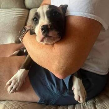 Dobbie *Arriving 8/22/2026* D12142 -  American Staffordshire Terrier and Pit Bull Terrier Dog for Adoption - Dobbie *Arriving 8/22/2026* D12142 | PetCurious