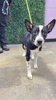 Mixed Breed Dogs Available for Adoption in El Paso, Texas - 61053229 | PetCurious