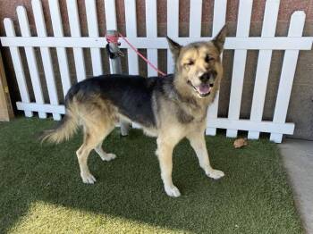 A613541 -  German Shepherd Dog Dog for Adoption in Modesto, California - A613541 | PetCurious