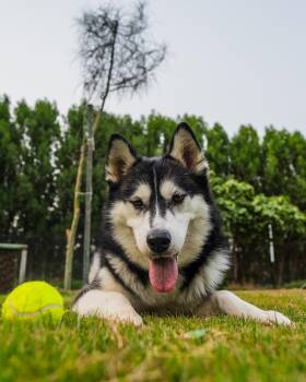 Rescue Siberian Husky Dogs for Adoption in New York, New York - Nowe (pronounced NO-WE) | PetCurious