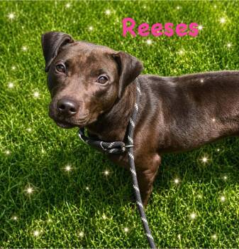 Mixed Breed Dogs Available for Adoption in Fairfield, New Jersey - Reeses | PetCurious