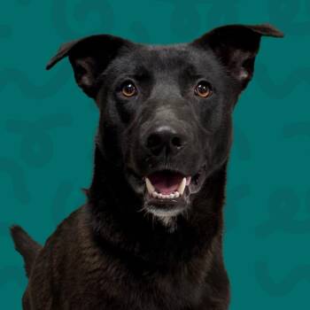 Bruno -  Black Labrador Retriever Dog for Adoption in Reno, Nevada - Bruno | PetCurious