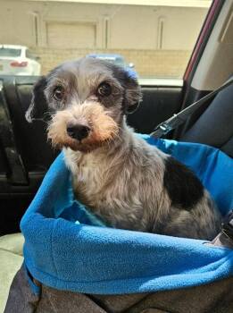Terrier Dogs Available for Adoption in Littleton, Colorado - Princess Fiona | PetCurious