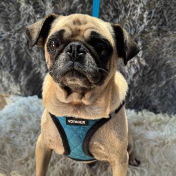 Rescue Pug Dogs for Adoption in San Diego, California - Goliath | PetCurious