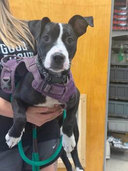 Nessa -  Pit Bull Terrier Dog for Adoption in Sorrento, Louisiana - Nessa | PetCurious