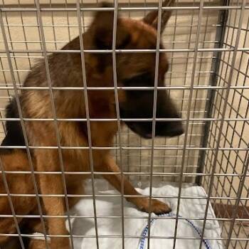 Rescue German Shepherd Dog Dogs for Adoption in Austin, Texas - Elvis Aaron | PetCurious