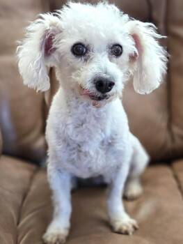 Miniature Poodle Dogs Available for Adoption in Agua Dulce, California - Sasha | PetCurious