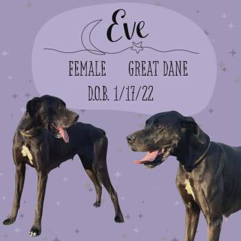 Great Dane Dogs Available for Adoption - Eve | PetCurious