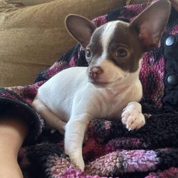 Linus -  Chihuahua Dog for Adoption in Oakland, California - Linus | PetCurious