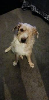 Terrier Dogs Available for Adoption - Thornton | PetCurious