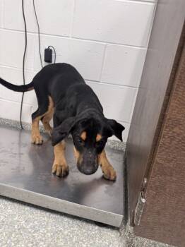Rescue Belgian Shepherd Malinois and German Shepherd Dog Dogs for Adoption in Houston, Texas - Eric | PetCurious
