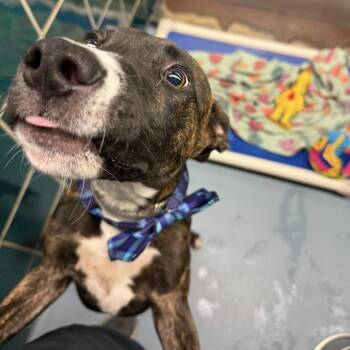 Jacob -  American Staffordshire Terrier Dog Available for Adoption in Pittsburgh, Pennsylvania - Jacob | PetCurious