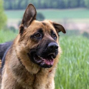 Linear (Mars) (26-187) -  German Shepherd Dog Dog for Adoption in New Ringgold, Pennsylvania - Linear (Mars) (26-187) | PetCurious