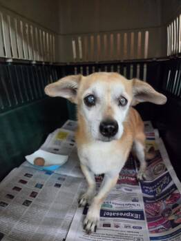 Marbles -  Chihuahua Dog for Adoption in El Centro, California - Marbles | PetCurious