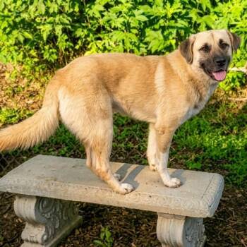 Buddy -  Shepherd and Mixed Breed Dog for Adoption in Chicago, Illinois - Buddy | PetCurious
