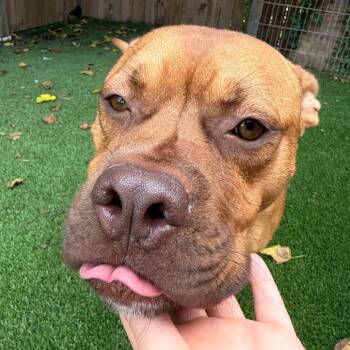 Forrest -  Mixed Breed Dog for Adoption in Savannah, Georgia - Forrest | PetCurious