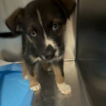 Walker -  Mixed Breed Dog for Adoption in Columbus, Georgia - Walker | PetCurious