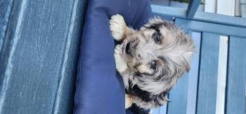 Ozzie -  Aussiedoodle Dog for Adoption in Torrance, California - Ozzie | PetCurious