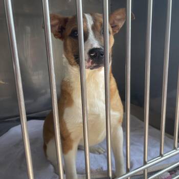 Terrier and Mixed Breed Dogs Available for Adoption in Saint Charles, Missouri - Jessie | PetCurious