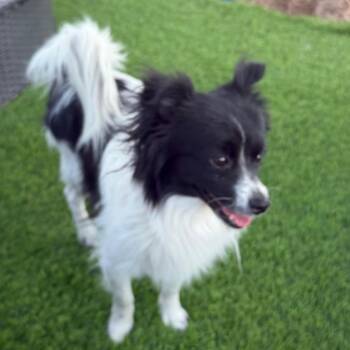 Kai -  Papillon and Mixed Breed Dog for Adoption in Las Vegas, Nevada - Kai | PetCurious