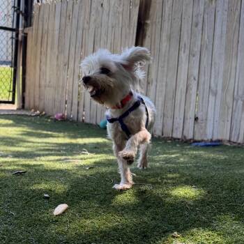 Tofu -  Maltese and Mixed Breed Dog for Adoption in Lakeland, Florida - Tofu | PetCurious