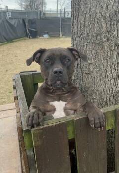 Darla -  Mixed Breed Dog for Adoption in Memphis, Tennessee - Darla | PetCurious