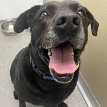 Sammy -  Black Labrador Retriever and Mixed Breed Dog for Adoption in La Grange, Kentucky - Sammy | PetCurious