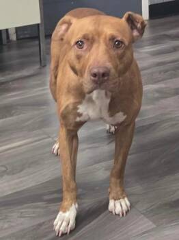 Shakira -  Pit Bull Terrier and Labrador Retriever Dog for Adoption in Trenton, New Jersey - Shakira | PetCurious