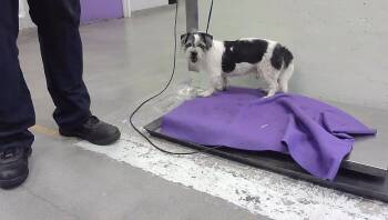 A2096532 -  Havanese and Mixed Breed Dog for Adoption in Houston, Texas - A2096532 | PetCurious