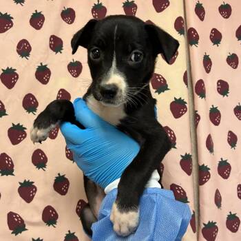 Dainty -  Shepherd and Mixed Breed Dog for Adoption in San Antonio, Texas - Dainty | PetCurious