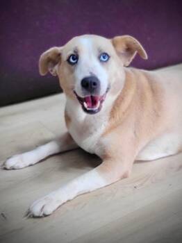 Rescue Husky and Golden Retriever Dogs for Adoption in Grant, Alabama - Daisy | PetCurious