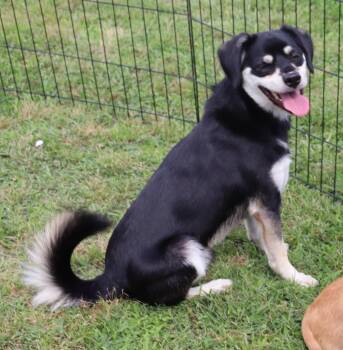 Tuffy McWiggins -  Mixed Breed Dog for Adoption in Winchester, Tennessee - Tuffy McWiggins | PetCurious
