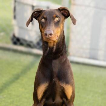 Rescue Doberman Pinscher Dogs for Adoption in Camarillo, California - RHU | PetCurious