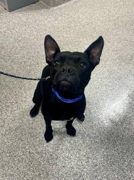 Dottie -  Boxer and Mixed Breed Dog for Adoption in Georgetown, Ohio - Dottie | PetCurious