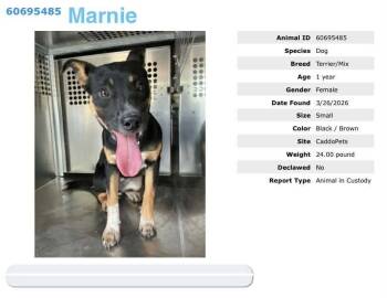 Terrier Dogs Available for Adoption in Bothell, Washington - Marnie | PetCurious