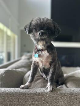 Lucy -  Shih Tzu Dog for Adoption in Garland, Texas - Lucy | PetCurious
