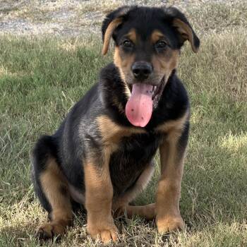 Harry -  German Shepherd Dog and Rottweiler Dog for Adoption in Pflugerville, Texas - Harry | PetCurious