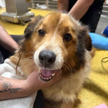 Atlas -  Australian Shepherd Dog for Adoption in Wahiawa, Hawaii - Atlas | PetCurious