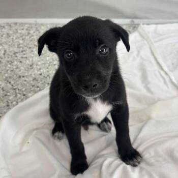 Costco -  Mixed Breed Dog for Adoption in Freeport, Florida - Costco | PetCurious