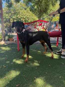 Cleo -  Doberman Pinscher Dog for Adoption in Temecula, California - Cleo | PetCurious