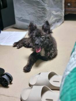 KONGKONG -  Spitz and Cairn Terrier Dog for Adoption in Agoura Hills, California - KONGKONG | PetCurious