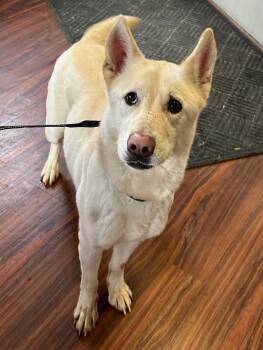 Husky Dogs Available for Adoption - Lacey | PetCurious