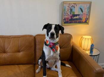 Pit Bull Terrier and Border Collie Dogs Available for Adoption in Friendswood, Texas - Domino Falls For You | PetCurious