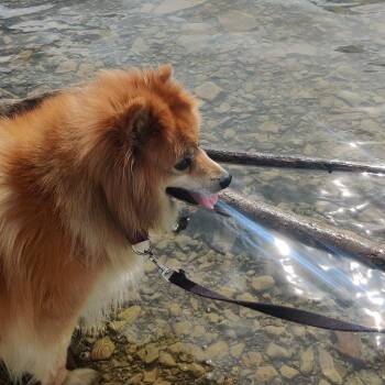 Pineapple -  Mixed Breed Dog for Adoption in State College, Pennsylvania - Pineapple | PetCurious