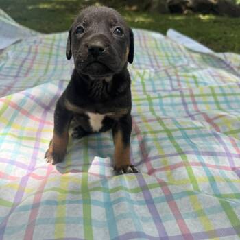Sammy -  Chiweenie Dog for Adoption - Sammy | PetCurious