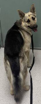 Ranger -  German Shepherd Dog Dog for Adoption in Oakland, California - Ranger | PetCurious