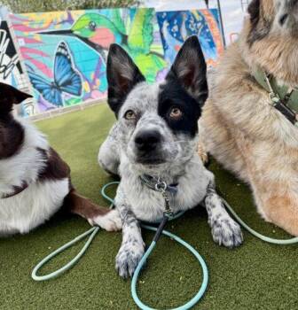Australian Cattle Dog Blue Heeler Dogs Available for Adoption in Henderson, Nevada - Flik | PetCurious
